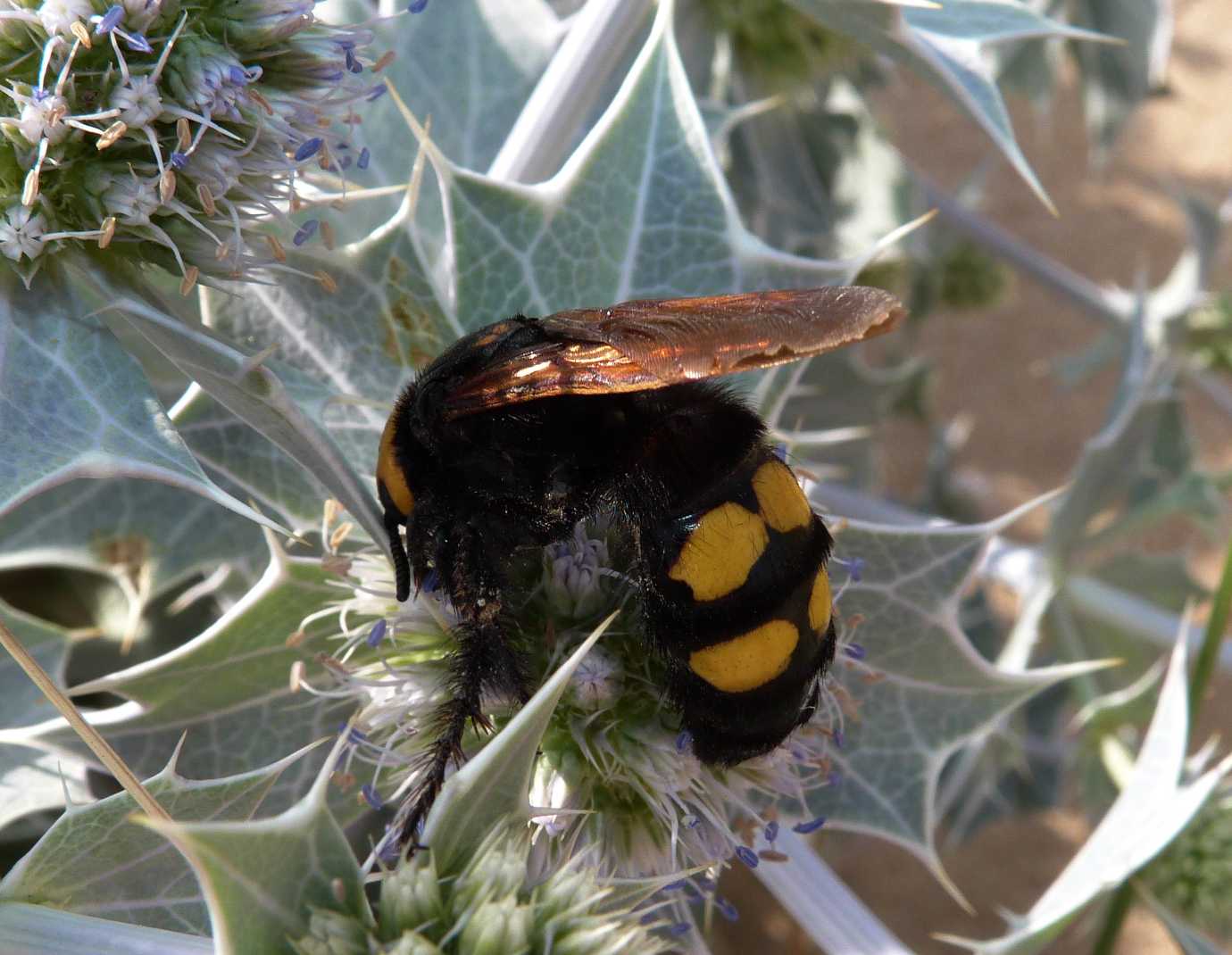 Sardegna, vespa impressionante: Megascolia maculata